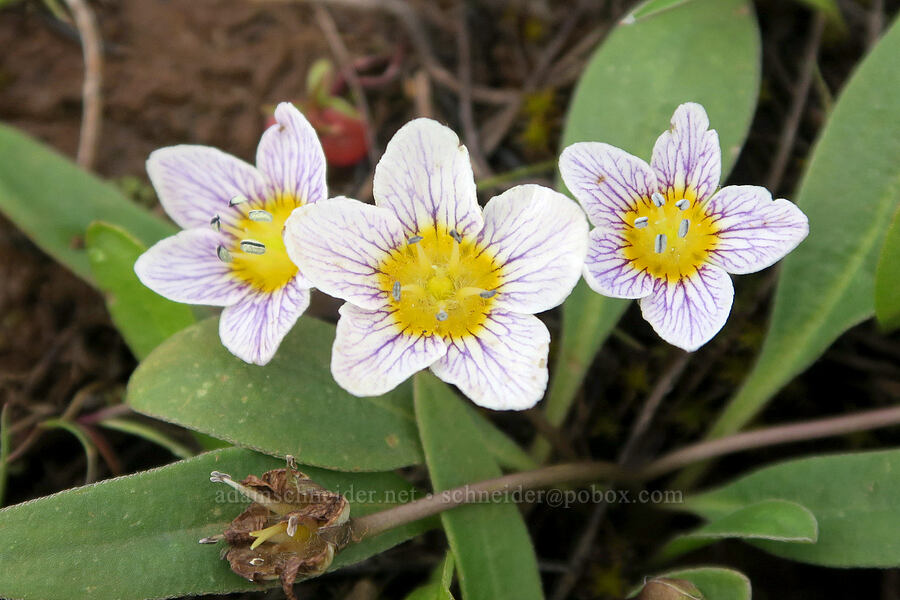 dwarf hesperochiron (Hesperochiron pumilus) [Isqúulktpe Creek Viewpoint, Umatilla County, Oregon]