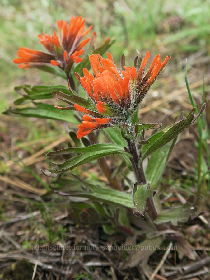 harsh paintbrush (Castilleja hispida) [Isqúulktpe Creek Viewpoint, Umatilla County, Oregon]