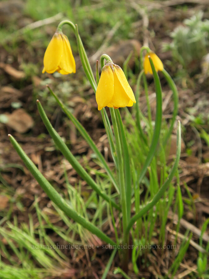 yellow bells (Fritillaria pudica) [Isqúulktpe Creek Viewpoint, Umatilla County, Oregon]