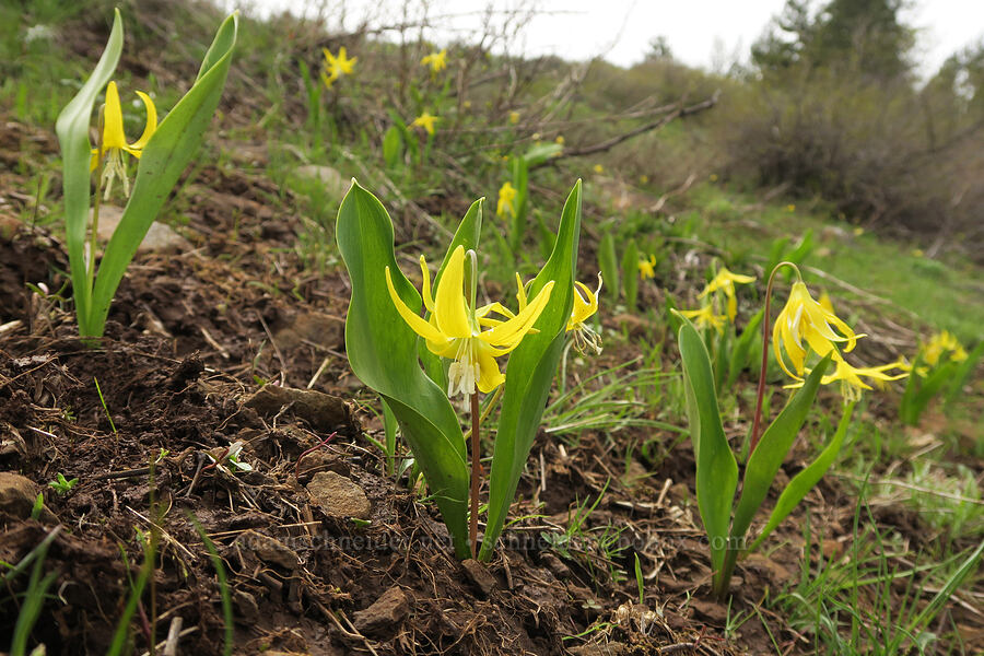 glacier lilies (Erythronium grandiflorum) [Isqúulktpe Creek Viewpoint, Umatilla County, Oregon]