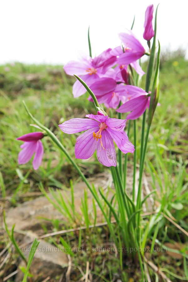 grass-widows (Olsynium inflatum (Olsynium douglasii var. inflatum)) [Isqúulktpe Creek Viewpoint, Umatilla County, Oregon]