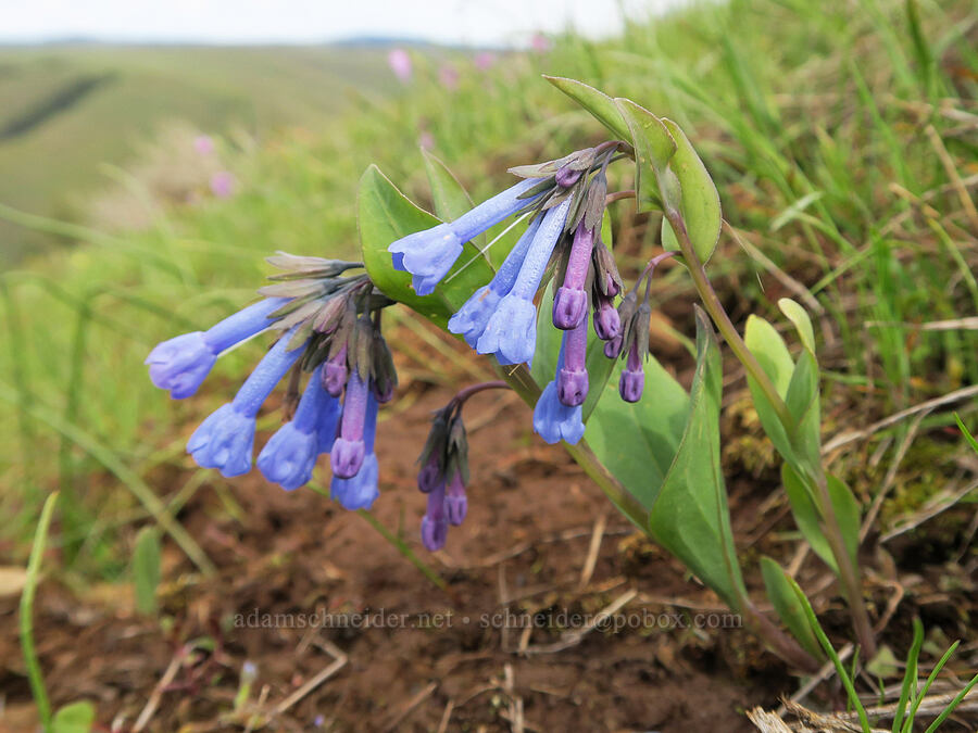 long-flowered bluebells (Mertensia longiflora) [Isqúulktpe Creek Viewpoint, Umatilla County, Oregon]