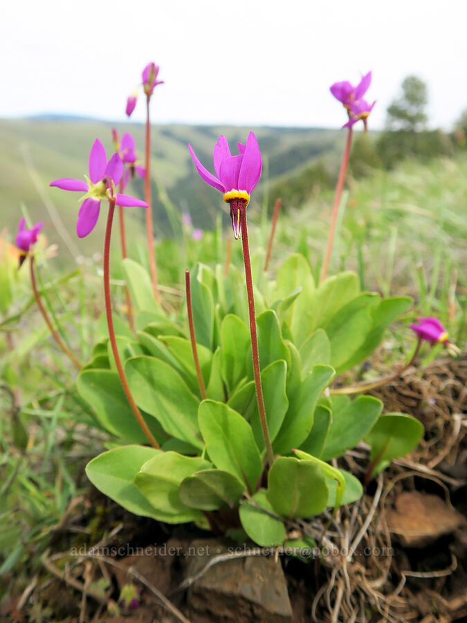 poet's shooting stars (Dodecatheon poeticum (Primula poetica)) [Isqúulktpe Creek Viewpoint, Umatilla County, Oregon]