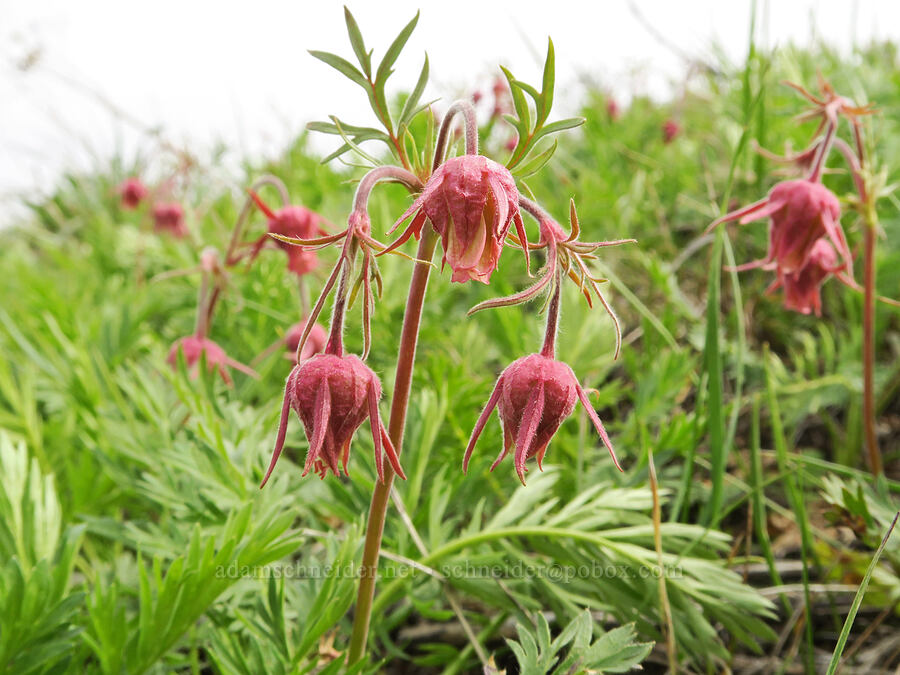 prairie smoke (Geum triflorum) [Isqúulktpe Creek Viewpoint, Umatilla County, Oregon]