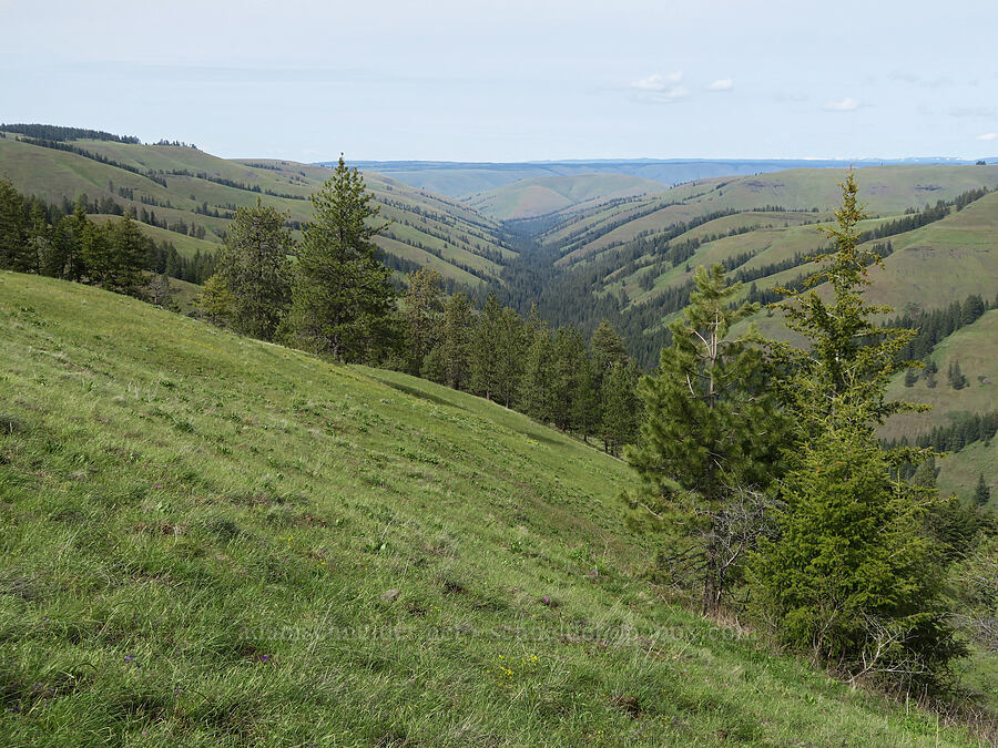 Isqúulktpe Creek Canyon [Isqúulktpe Creek Viewpoint, Umatilla County, Oregon]