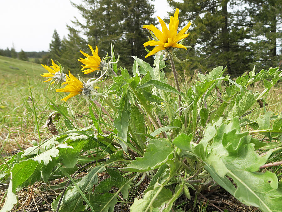 hybrid balsamroot (Balsamorhiza ×tomentosa (Balsamorhiza sagittata × incana)) [Isqúulktpe Creek Viewpoint, Umatilla County, Oregon]