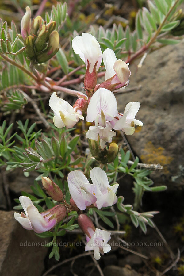 balloon-pod milk-vetch (Astragalus whitneyi var. sonneanus) [Isqúulktpe Creek Viewpoint, Umatilla County, Oregon]