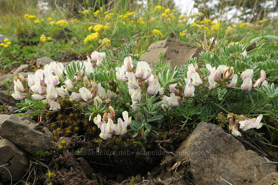 balloon-pod milk-vetch & desert parsley (Astragalus whitneyi var. sonneanus, Lomatium sp.) [Isqúulktpe Creek Viewpoint, Umatilla County, Oregon]