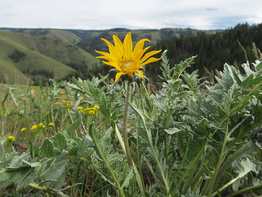hoary balsamroot (Balsamorhiza incana) [Isqúulktpe Creek Viewpoint, Umatilla County, Oregon]