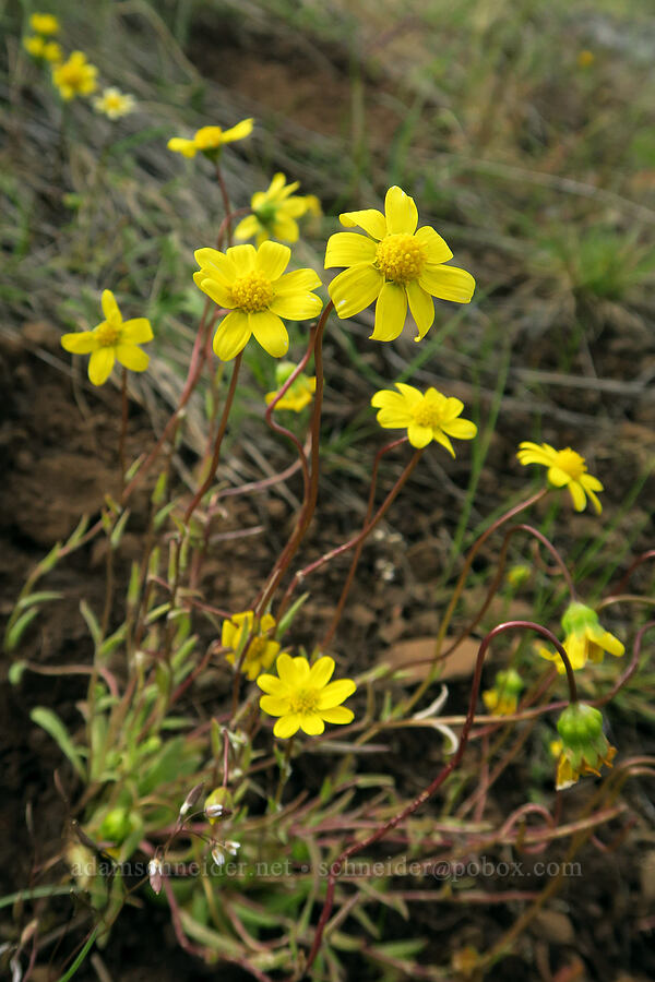 gold stars (Crocidium multicaule) [Isqúulktpe Creek Viewpoint, Umatilla County, Oregon]