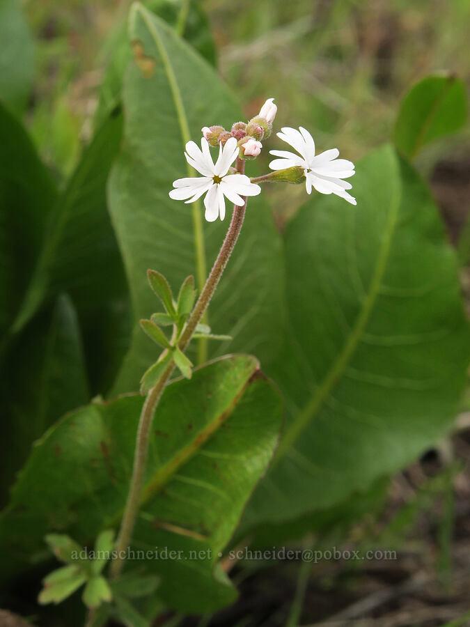 prairie stars & mule's-ear leaves (Lithophragma parviflorum, Wyethia amplexicaulis) [Isqúulktpe Creek Viewpoint, Umatilla County, Oregon]