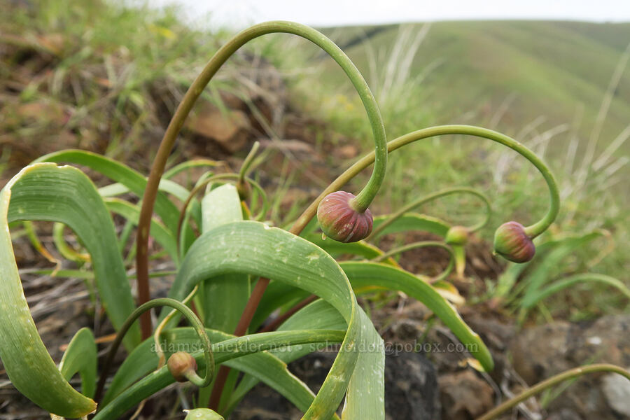 Douglas' onions, budding (Allium douglasii) [Isqúulktpe Creek Viewpoint, Umatilla County, Oregon]