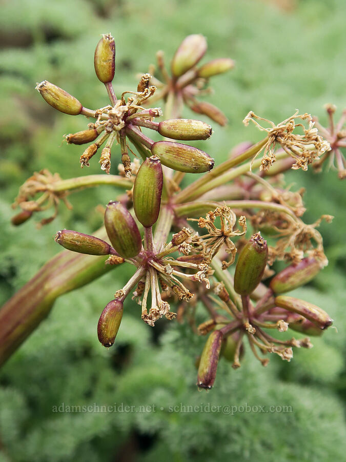 John Day desert parsley, going to seed (Lomatium minus) [Isqúulktpe Creek Viewpoint, Umatilla County, Oregon]