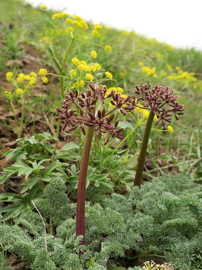 John Day desert parsley & swale desert parsley (Lomatium minus, Lomatium ambiguum) [Isqúulktpe Creek Viewpoint, Umatilla County, Oregon]