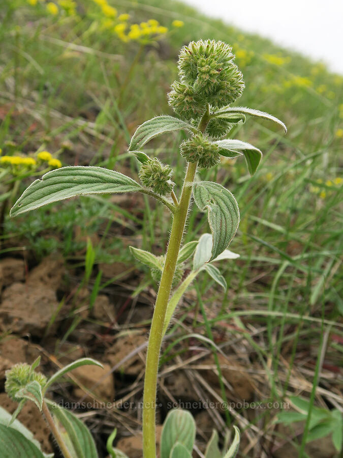 phacelia, budding (Phacelia hastata) [Isqúulktpe Creek Viewpoint, Umatilla County, Oregon]