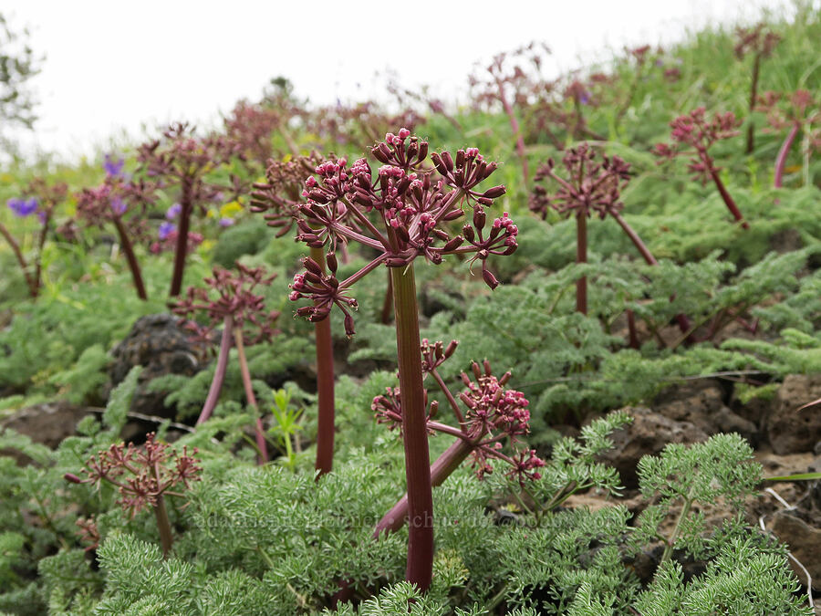 John Day desert parsley (Lomatium minus) [Isqúulktpe Creek Viewpoint, Umatilla County, Oregon]