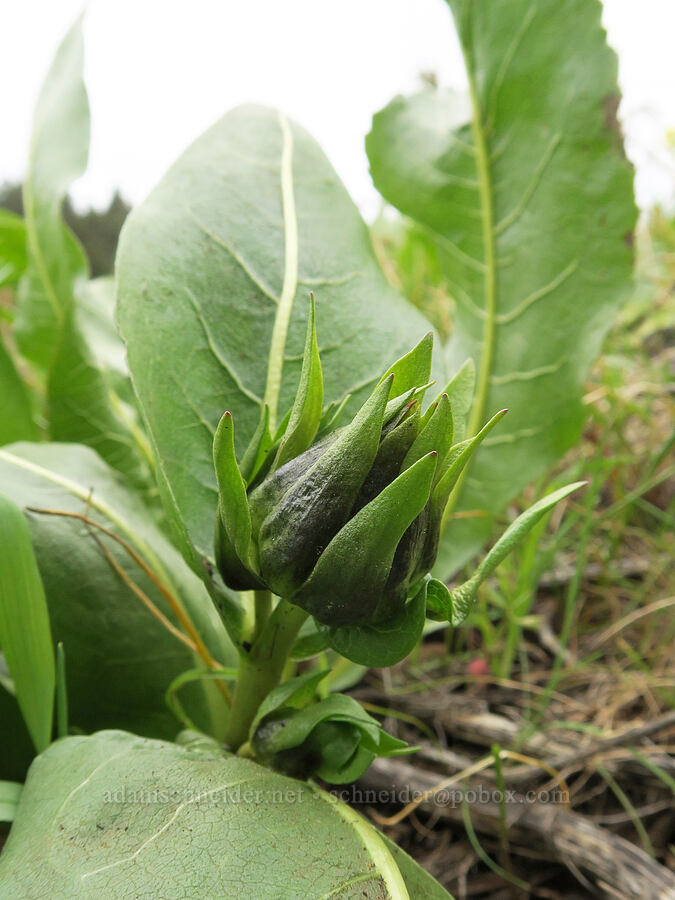 mule's-ears, budding (Wyethia amplexicaulis) [Isqúulktpe Creek Viewpoint, Umatilla County, Oregon]