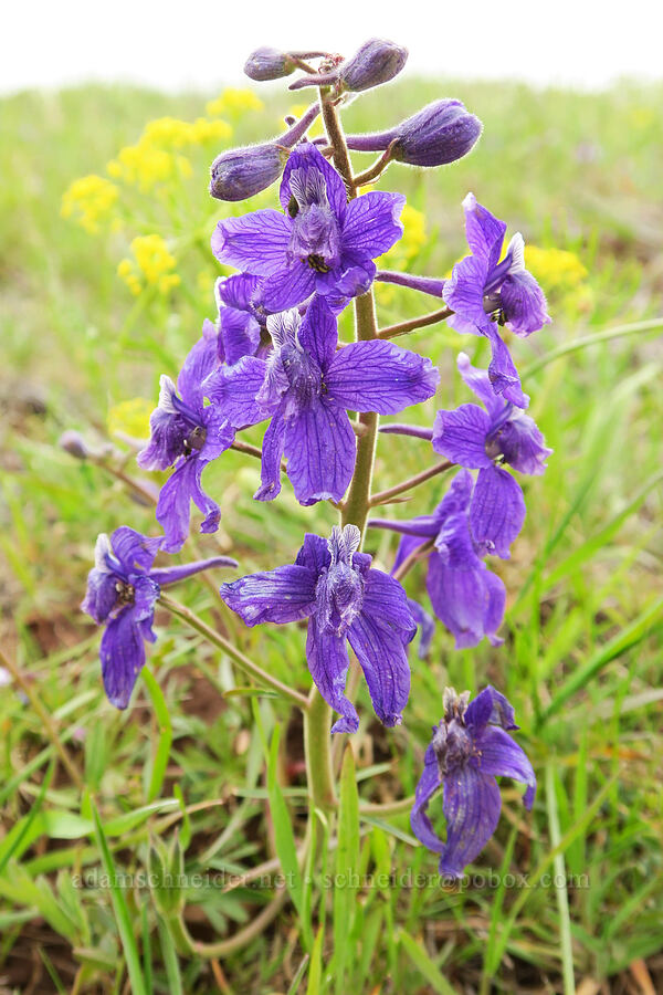 upland larkspur (Delphinium nuttallianum) [Isqúulktpe Creek Viewpoint, Umatilla County, Oregon]