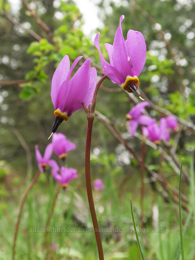 desert shooting stars (Dodecatheon conjugens (Primula conjugens)) [Isqúulktpe Creek Viewpoint, Umatilla County, Oregon]