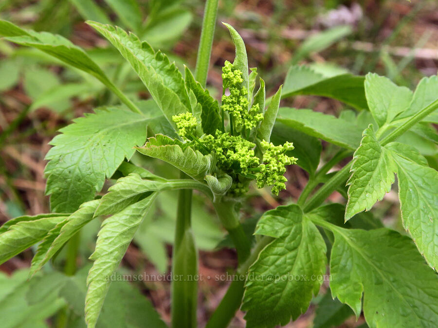 western sweet-cicely, budding (Osmorhiza occidentalis) [Isqúulktpe Creek Viewpoint, Umatilla County, Oregon]