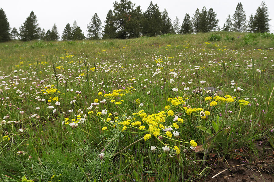 desert parsley & onions (Lomatium leptocarpum (Lomatium bicolor var. leptocarpum), Allium fibrillum) [Old Emigrant Road, Umatilla County, Oregon]