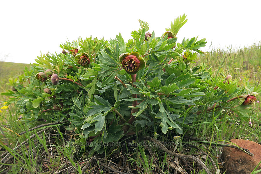 Brown's peony (Paeonia brownii) [Emigrant Hill, Umatilla County, Oregon]