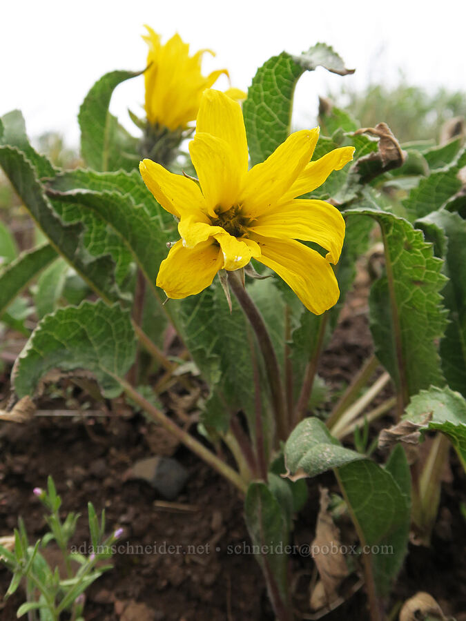 serrate balsamroot (Balsamorhiza serrata) [Emigrant Hill, Umatilla County, Oregon]