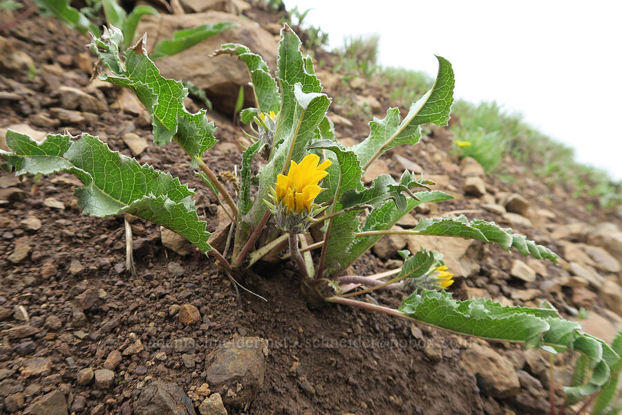 serrate balsamroot (Balsamorhiza serrata) [Emigrant Hill, Umatilla County, Oregon]