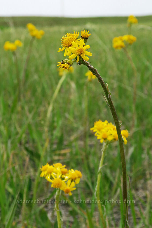 western groundsel (Senecio integerrimus) [Cabbage Hill Westbound Viewpoint, Umatilla County, Oregon]