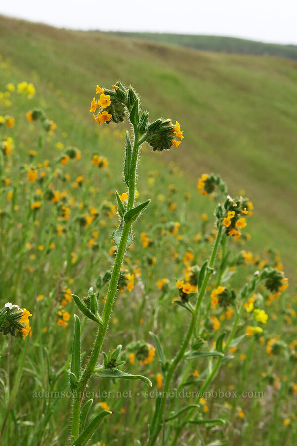 fiddleneck (Amsinckia menziesii) [Cabbage Hill Westbound Viewpoint, Umatilla County, Oregon]