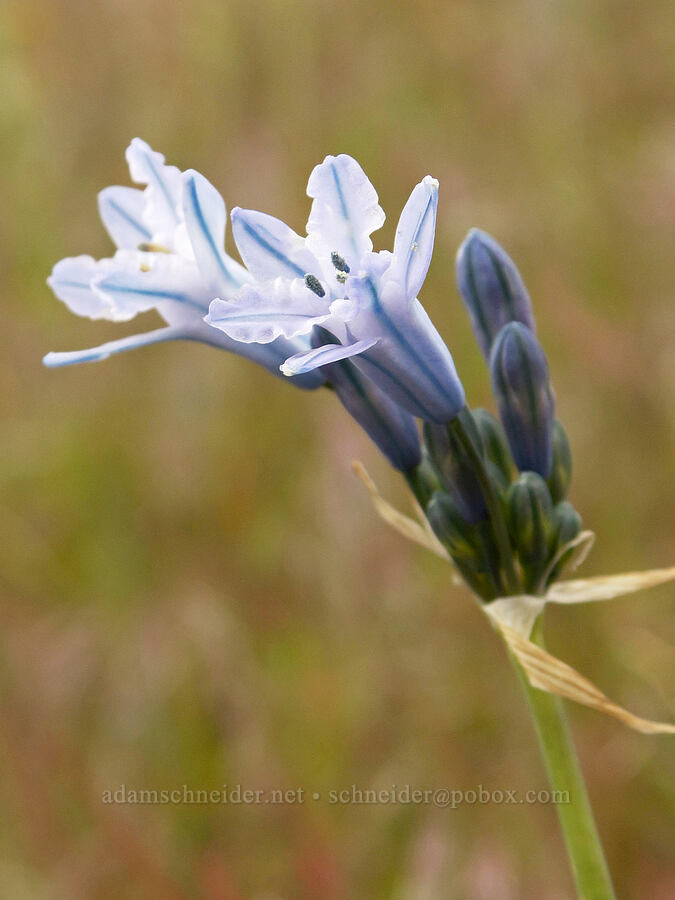 large-flowered cluster lily (Triteleia grandiflora var. grandiflora (Brodiaea douglasii)) [Cabbage Hill Westbound Viewpoint, Umatilla County, Oregon]