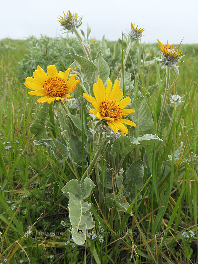 arrow-leaf balsamroot (Balsamorhiza sagittata) [Cabbage Hill Westbound Viewpoint, Umatilla County, Oregon]