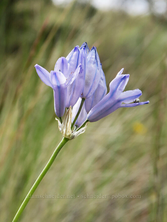 cluster-lily (Triteleia grandiflora) [Lake Simtustus Trail, Jefferson County, Oregon]