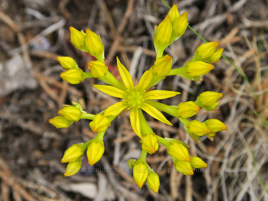 Leiberg's stonecrop (Sedum leibergii) [Lake Simtustus Trail, Jefferson County, Oregon]