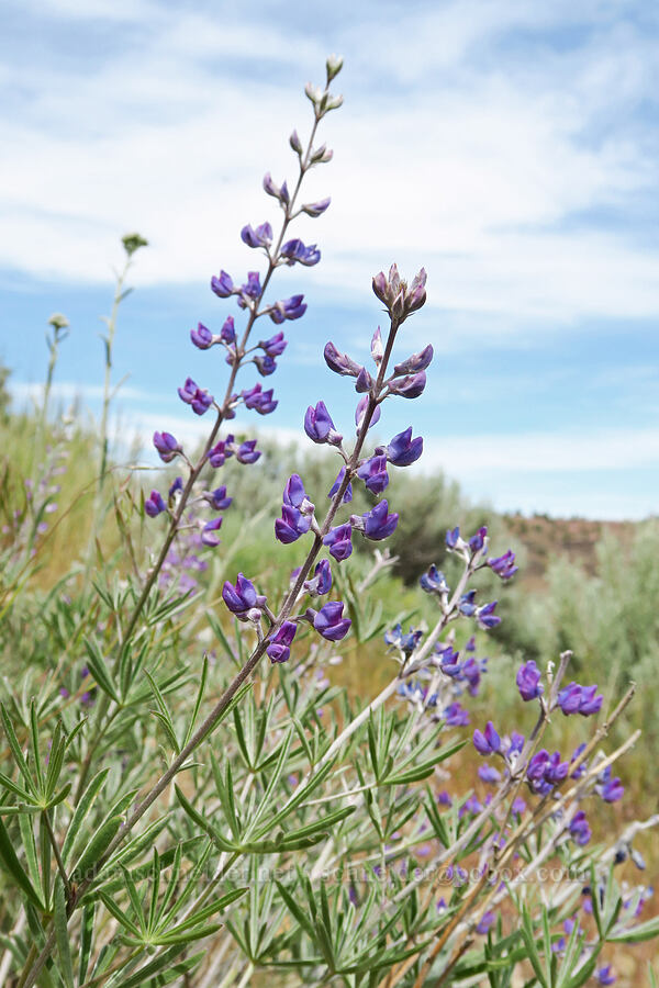 spurred lupines (Lupinus arbustus) [Lake Simtustus Trail, Jefferson County, Oregon]