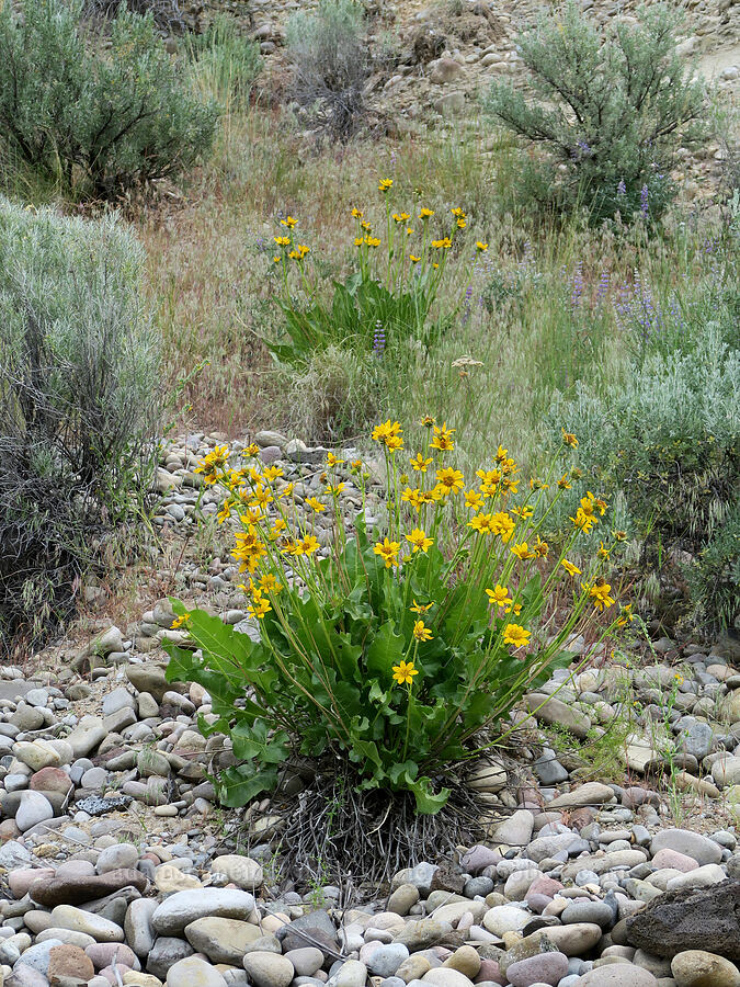Carey's balsamroot (Balsamorhiza careyana) [Lake Simtustus Trail, Jefferson County, Oregon]