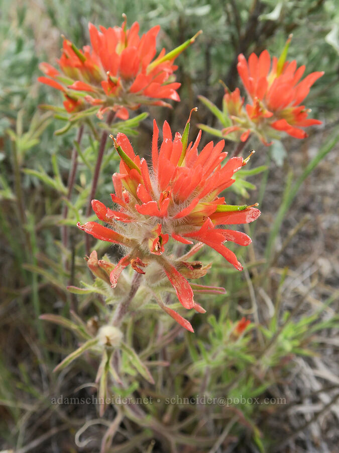 acute paintbrush (Castilleja hispida var. acuta) [Lake Simtustus Trail, Jefferson County, Oregon]