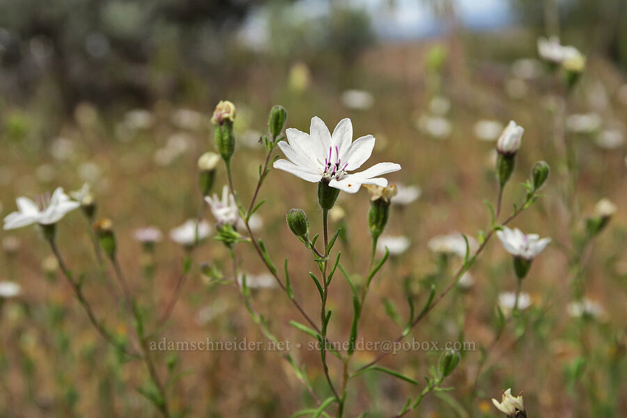 rough eyelash-weed (Blepharipappus scaber) [Lake Simtustus Trail, Jefferson County, Oregon]