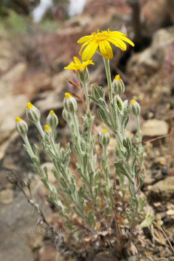 tiny Oregon sunshine (Eriophyllum lanatum) [Lake Simtustus Trail, Jefferson County, Oregon]