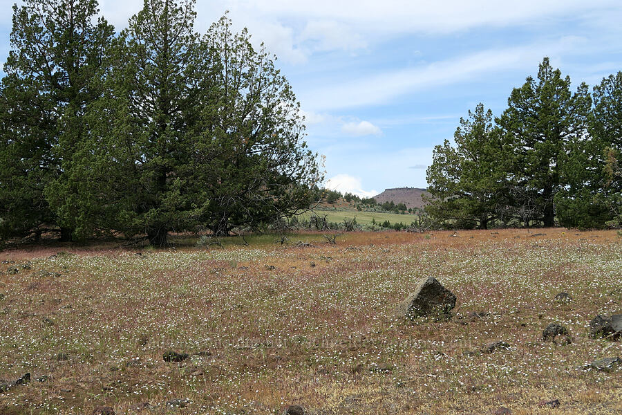 field of rough eyelash-weed (Blepharipappus scaber) [Lake Simtustus Trail, Jefferson County, Oregon]