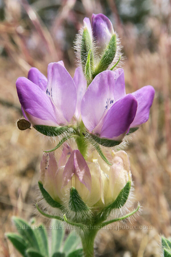 chick lupine (Lupinus microcarpus) [Lake Simtustus Trail, Jefferson County, Oregon]