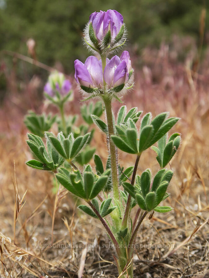 chick lupine (Lupinus microcarpus) [Lake Simtustus Trail, Jefferson County, Oregon]