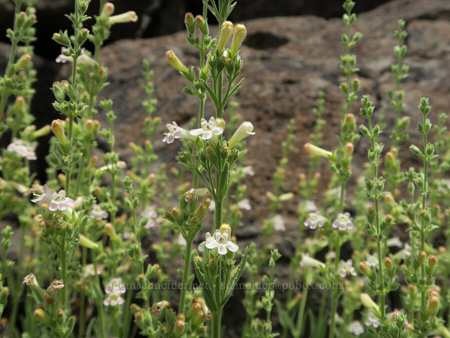 hot-rock penstemon (Penstemon deustus) [Lake Simtustus Trail, Jefferson County, Oregon]