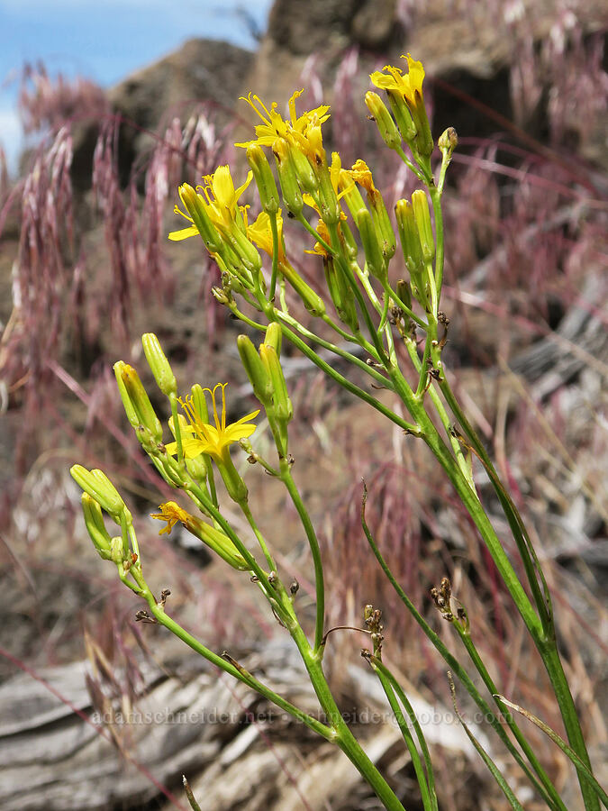 long-leaf hawksbeard (Crepis acuminata) [Lake Simtustus Trail, Jefferson County, Oregon]