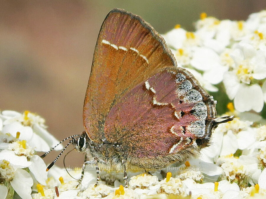 juniper hairstreak butterfly on yarrow (Callophrys gryneus, Achillea millefolium) [Lake Simtustus Trail, Jefferson County, Oregon]