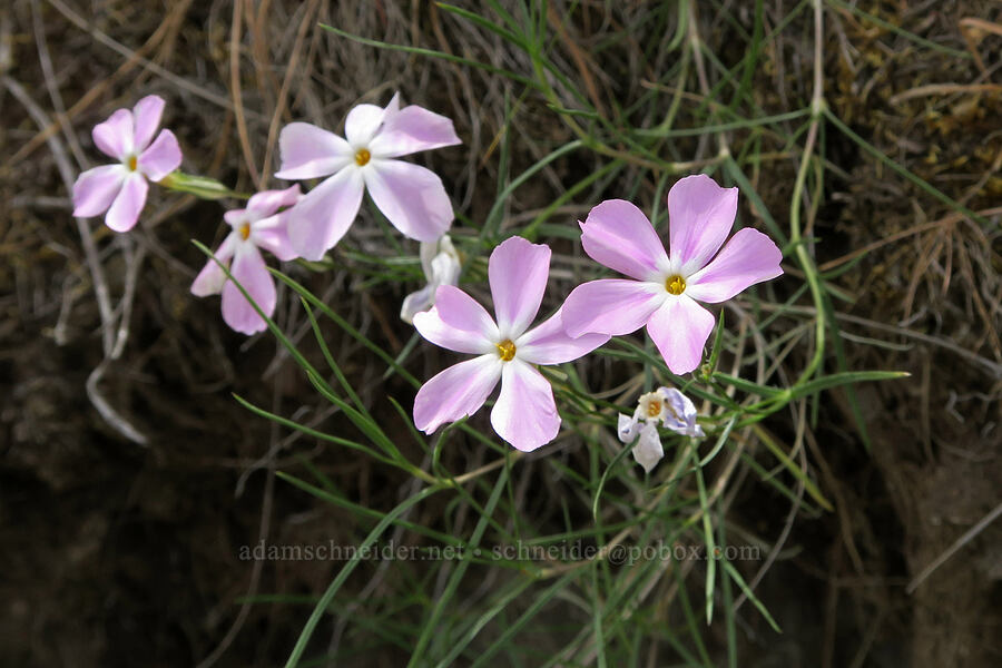 long-leaf phlox (Phlox longifolia) [Lake Simtustus Trail, Jefferson County, Oregon]