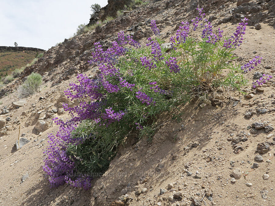 spurred lupines (Lupinus arbustus) [Pelton Dam Road, Jefferson County, Oregon]