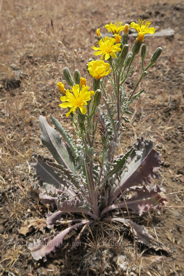 gray hawksbeard (Crepis intermedia) [Pelton Dam Road, Jefferson County, Oregon]
