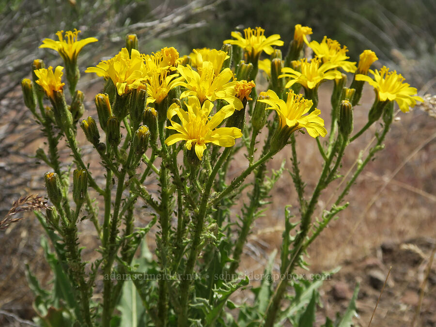 hawksbeard covered in aphids (Crepis occidentalis) [Pelton Dam Road, Jefferson County, Oregon]