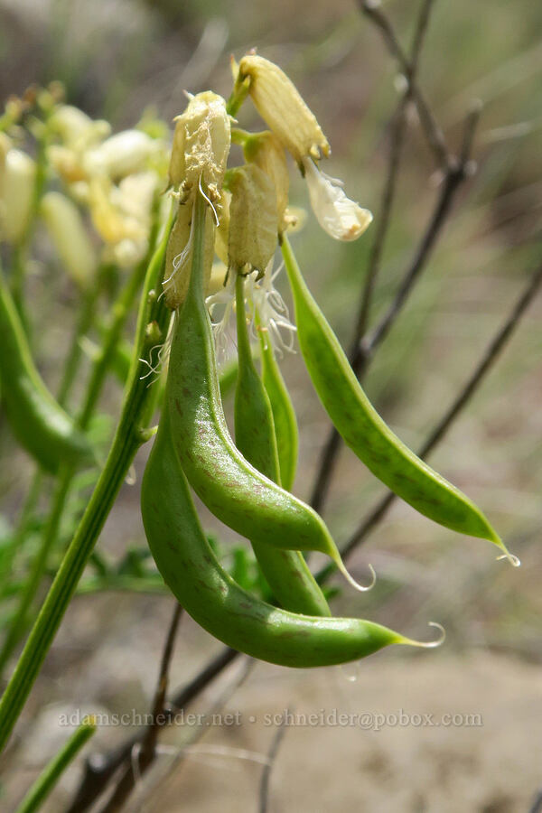 curve-pod milk-vetch pods (Astragalus curvicarpus var. brachycodon) [Trout Creek Trail, Jefferson County, Oregon]